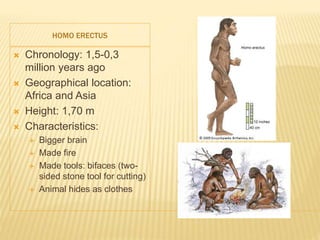 HOMO ERECTUS
 Chronology: 1,5-0,3
million years ago
 Geographical location:
Africa and Asia
 Height: 1,70 m
 Characteristics:
 Bigger brain
 Made fire
 Made tools: bifaces (two-
sided stone tool for cutting)
 Animal hides as clothes
 