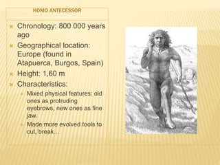 HOMO ANTECESSOR
 Chronology: 800 000 years
ago
 Geographical location:
Europe (found in
Atapuerca, Burgos, Spain)
 Height: 1,60 m
 Characteristics:
 Mixed physical features: old
ones as protruding
eyebrows, new ones as fine
jaw.
 Made more evolved tools to
cut, break…
 