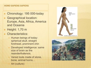 HOMO SAPIENS SAPIENS
 Chronology: 195 000-today
 Geographical location:
Europe, Asia, Africa, America
and Oceania
 Height: 1,70 m
 Characteristics:
 Human beings of today:
spherical skull, straight
forehead, prominent chin
 Developed intelligence: same
size of brain as the
neanderthalensis.
 Varied tools made of stone,
bone, animal horns…
 Art (culture)
 