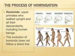 THE PROCESS OF HOMINISATION
 Hominids: upper
primates who
walked upright and
all their
descendants,
including human
beings.
 The evolution of
hominids does not
follow a direct line.
 