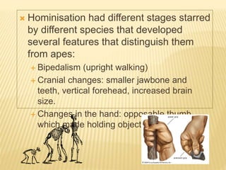 Hominisation had different stages starred
by different species that developed
several features that distinguish them
from apes:
 Bipedalism (upright walking)
 Cranial changes: smaller jawbone and
teeth, vertical forehead, increased brain
size.
 Changes in the hand: opposable thumb
which made holding objects easier.
 