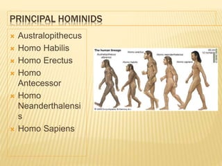PRINCIPAL HOMINIDS
 Australopithecus
 Homo Habilis
 Homo Erectus
 Homo
Antecessor
 Homo
Neanderthalensi
s
 Homo Sapiens
 
