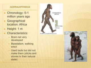 AUSTRALOPITHECUS
 Chronology: 5-1
million years ago
 Geographical
location: Africa
 Height: 1 m
 Characteristics:
 Brain not very
developed
 Bipedalism, walking
erect
 Used tools but did not
make them (sticks and
stones in their natural
state)
 