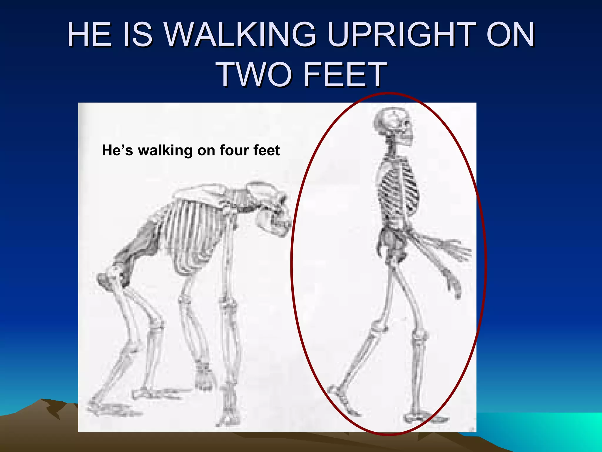 HE IS WALKING UPRIGHT ON TWO FEET He’s walking on four feet 
