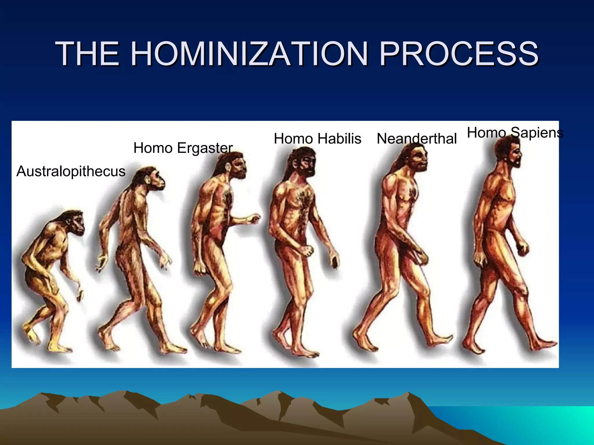 THE HOMINIZATION PROCESS Australopithecus Homo Ergaster Homo Habilis Neanderthal Homo Sapiens 