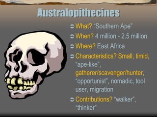 Australopithecines
 What? “Southern Ape”
 When? 4 million - 2.5 million
 Where? East Africa
 Characteristics? Small, timid,
“ape-like”,
gatherer/scavenger/hunter,
“opportunist”, nomadic, tool
user, migration
 Contributions? “walker”,
“thinker”
 