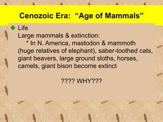 Cenozoic Era: “Age of Mammals”
 Life
Large mammals & extinction:
* In N. America, mastodon & mammoth
(huge relatives of elephant), saber-toothed cats,
giant beavers, large ground sloths, horses,
camels, giant bison become extinct
???? WHY???
 