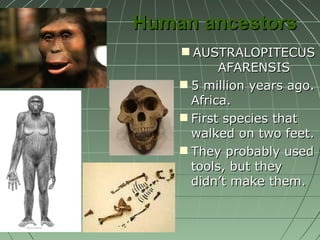 Human ancestors AUSTRALOPITECUS AFARENSIS 5 million years ago. Africa. First species that walked on two feet. They probably used tools, but they didn’t make them. 