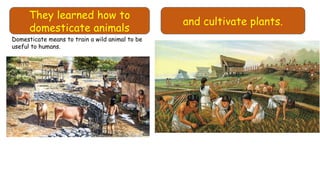They learned how to
domesticate animals
and cultivate plants.
Domesticate means to train a wild animal to be
useful to humans.
 