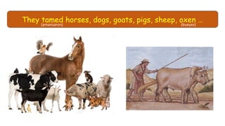 They tamed horses, dogs, goats, pigs, sheep, oxen …(amansaron) (bueyes)
 