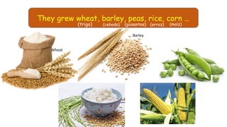 They grew wheat, barley, peas, rice, corn …
(trigo) (cebada) (guisantes) (maíz)(arroz)
Wheat
Barley
 