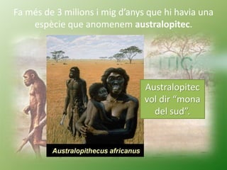 Fa més de 3 milions i mig d’anys que hi havia una
espècie que anomenem australopitec.
Australopitec
vol dir “mona
del sud”...