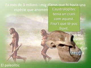 L’Homo habilis va viure fa dos milions i mig d’anys.
El nom habilis, "hàbil", li
ve pel fet que s'han trobat
eines de pedr...
