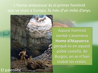 L'Homo antecessor és el primer homínid
que va viure a Europa, fa més d’un milió d’anys.
L’Homo antecessor era
carnívor i s...