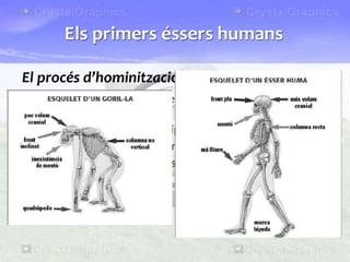 El procés d’hominització
• Els canvis que van convertir els primats en éssers humans van
ser lents i complicats:
1. Posició vertical i marxa bípeda (homo erectus).
2. Desenvolupament del cervell.
3. Alliberament de les mans.
4. Disminució de la mida de les mandíbules i de les dents.
5. Aparició del llenguatge.
Els primers éssers humans
 