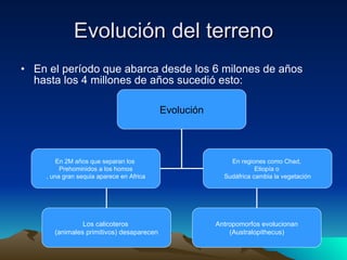 Evolución del terreno En el período que abarca desde los 6 milones de años hasta los 4 millones de años sucedió esto: Evolución En 2M años que separan los  Prehominidos a los homos , una gran sequia aparece en Africa En regiones como Chad,  Etiopía o  Sudáfrica cambia la vegetación Los calicoteros  (animales primitivos) desaparecen Antropomorfos evolucionan (Australopithecus) 