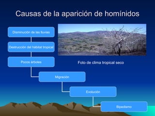 Causas de la aparición de homínidos Foto de clima tropical seco Disminución de las lluvias Destrucción del hábitat tropical Pocos árboles Migración Evolución Bipedismo 