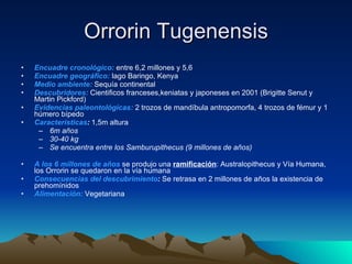 Orrorin Tugenensis Encuadre cronológico:  entre 6,2 millones y 5,6 Encuadre geográfico:  lago Baringo, Kenya Medio ambiente:  Sequía continental Descubridores:  Cientificos franceses,keniatas y japoneses en 2001 (Brigitte Senut y Martin Pickford) Evidencias paleontológicas:  2 trozos de mandíbula antropomorfa, 4 trozos de fémur y 1 húmero bípedo Caracteristicas : 1,5m altura 6m años 30-40 kg Se encuentra entre los Samburupithecus (9 millones de años) A los 6 millones de años  se produjo una  ramificación : Australopithecus y Vía Humana, los Orrorin se quedaron en la vía humana Consecuencias del descubrimiento :  Se retrasa en 2 millones de años la existencia de prehomínidos Alimentación:  Vegetariana 