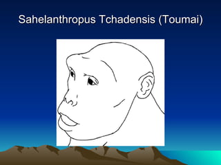 Sahelanthropus Tchadensis (Toumai) 