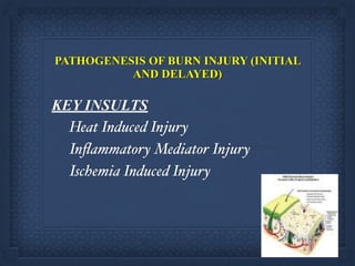 PATHOGENESIS OF BURN INJURY (INITIAL
AND DELAYED) 
KEY INSULTS
Heat Induced Injury !
Inﬂammatory Mediator Injury !
Ischemia Induced Injury
 