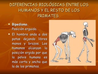 DIFERENCIAS BIOLÓGICAS ENTRE LOS HUMANOS Y EL RESTO DE LOS PRIMATES   <ul><li>Bipedismo. Posición erguida.  </li></ul><ul>...
