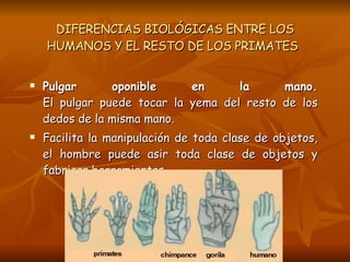 DIFERENCIAS BIOLÓGICAS ENTRE LOS HUMANOS Y EL RESTO DE LOS PRIMATES   <ul><li>Pulgar oponible en la mano. El pulgar puede ...