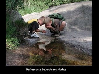 Refresca-se bebendo nos riachos 