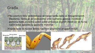 Građa
Na površini tela vodozemaca se nalazi tanka koža sa mnogobrojnim
žlezdama. Tanka je jer vodozomci vrše razmenu gasova i tečnosti
pomoću kože, a vlažna usled usled prisustva sluznih žlezdi jer se na taj
način bolje apsorbuju gasovite materije.
Ispod kože se nalaze dobro razvijeni poprečno prugasti mišići.
 
