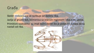 Građa
Skelet vodozemaca se razlikuje od skeleta riba.
Javlja se grudni koš, kičmenica sa vratnim regionom i dva para udova.
Primitivni vodozemci su imali kožni skelet što je jedan od dokaza da su
nastali od riba.
 