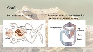 Građa
Potun sistem za varenje. Zatvoreni krvni sistem, srce o dve
pretkomore i jedne komore.
 