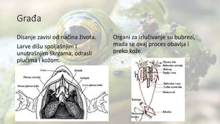Građa
Disanje zavisi od načina života.
Larve dišu spoljašnjim i
unutrašnjim škrgama, odrasli
plućima i kožom.
Organi za izlučivanje su bubrezi,
mada se ovaj proces obavlja i
preko kože.
 