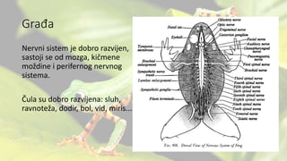Građa
Nervni sistem je dobro razvijen,
sastoji se od mozga, kičmene
moždine i perifernog nervnog
sistema.
Čula su dobro razvijena: sluh,
ravnoteža, dodir, bol, vid, miris...
 