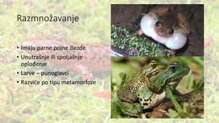 Razmnožavanje
• Imaju parne polne žlezde
• Unutrašnje ili spoljašnje
oplođenje
• Larve – punoglavci
• Razviće po tipu metamorfoze
 