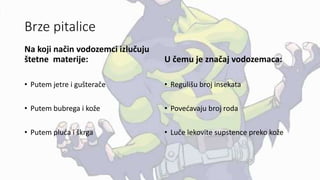 Brze pitalice
Na koji način vodozemci izlučuju
štetne materije:
• Putem jetre i gušterače
• Putem bubrega i kože
• Putem pluća i škrga
U čemu je značaj vodozemaca:
• Regulišu broj insekata
• Povećavaju broj roda
• Luče lekovite supstence preko kože
 