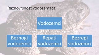 Raznovrsnost vodozemaca
Vodozemci
Beznogi
vodozemci
Repati
vodozemci
Bezrepi
vodozemci
 