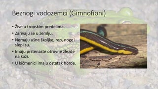 Beznogi vodozemci (Gimnofioni)
• Žive u tropskim predelima.
• Zarivaju se u zemlju.
• Nemaju ušne školjke, rep, noge i
slepi su.
• Imaju prstenaste otrovne žlezde
na koži.
• U kičmenici imaju ostatak horde.
 