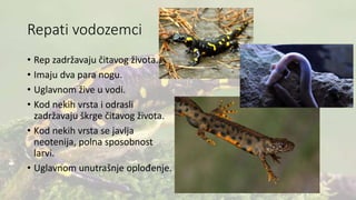 Repati vodozemci
• Rep zadržavaju čitavog života.
• Imaju dva para nogu.
• Uglavnom žive u vodi.
• Kod nekih vrsta i odrasli
zadržavaju škrge čitavog života.
• Kod nekih vrsta se javlja
neotenija, polna sposobnost
larvi.
• Uglavnom unutrašnje oplođenje.
 
