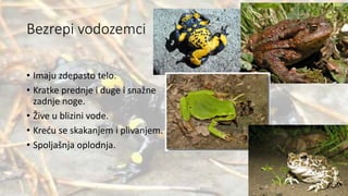 Bezrepi vodozemci
• Imaju zdepasto telo.
• Kratke prednje i duge i snažne
zadnje noge.
• Žive u blizini vode.
• Kreću se skakanjem i plivanjem.
• Spoljašnja oplodnja.
 