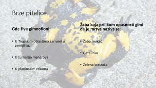 Brze pitalice
Gde žive gimnofioni:
• U Tropskim oblastima zariveni u
zemljištu.
• U šumama mangrova
• U planinskim rekama
Žaba koja prilikom opasnosti glmi
da je mrtva naziva se:
• Žaba mukač
• Gatalinka
• Zelena krastača
 