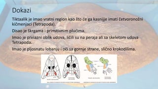 Dokazi
Tiktaalik je imao vratni region kao što će ga kasnijje imati četvoronožni
kičmenjaci (Tetrapoda).
Disao je škrgama i primitivnim plućima.
Imao je prelazni oblik udova, ličili su na peraja ali sa skeletom udova
Tetrapoda.
Imao je pljosnatu lobanju i oči sa gornje strane, slično krokodilima.
 