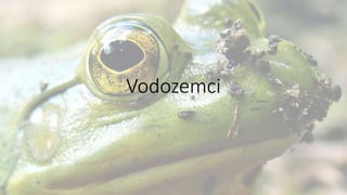 Vodozemci
 