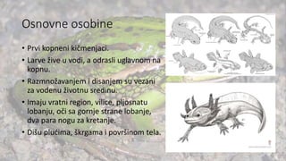 Osnovne osobine
• Prvi kopneni kičmenjaci.
• Larve žive u vodi, a odrasli uglavnom na
kopnu.
• Razmnožavanjem i disanjem su vezani
za vodenu životnu sredinu.
• Imaju vratni region, vilice, pljosnatu
lobanju, oči sa gornje strane lobanje,
dva para nogu za kretanje.
• Dišu plućima, škrgama i površinom tela.
 