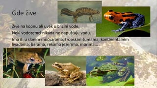 Gde žive
Žive na kopnu ali uvek u blizini vode.
Neki vodozemci nikada ne napuštaju vodu.
Ima ih u slanim močvarama, tropskim šumama, kontinentalnim
livadama, barama, rekama jezerima, morima...
 