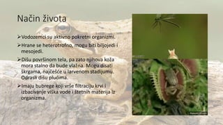 Način života
Vodozemci su aktivno pokretni organizmi.
Hrane se heterotrofno, mogu biti biljojedi i
mesojedi.
Dišu površinom tela, pa zato njihova koža
mora stalno da bude vlažna. Mogu disati
škrgama, najčešće u larvenom stadijumu.
Odrasli dišu plućima.
Imaju bubrege koji vrše filtraciju krvi i
izbacivanje viška vode i štetnih materija iz
organizma.
 
