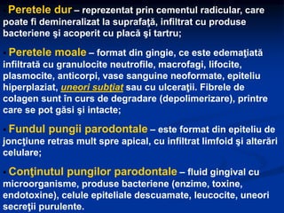  Peretele dur – reprezentat prin cementul radicular, care
poate fi demineralizat la suprafaţă, infiltrat cu produse
bacteriene şi acoperit cu placă şi tartru;
 Peretele moale – format din gingie, ce este edemaţiată
infiltrată cu granulocite neutrofile, macrofagi, lifocite,
plasmocite, anticorpi, vase sanguine neoformate, epiteliu
hiperplaziat, uneori subţiat sau cu ulceraţii. Fibrele de
colagen sunt în curs de degradare (depolimerizare), printre
care se pot găsi şi intacte;
 Fundul pungii parodontale – este format din epiteliu de
joncţiune retras mult spre apical, cu infiltrat limfoid şi alterări
celulare;
 Conţinutul pungilor parodontale – fluid gingival cu
microorganisme, produse bacteriene (enzime, toxine,
endotoxine), celule epiteliale descuamate, leucocite, uneori
secreţii purulente.
 