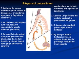 1. Ag din placa bacteriană
difuzează prin epiteliul de
joncţiune;
2. Celulele Langherhans din
epiteliu captează şi
procesează antigenele;
3. C. Langh. şi macrofagii
pleacă spre nodulii
limfatici;
4. Ag ajung la nodulii
limfatici şi încep a
stimula limfocitele la
producţia răspunsului
imun specific
7. Acţiunea Ac asupra
microbilor poate rezulta în
distrugerea, precipitarea,
agregarea şi fagocitoza
bacteriilor;
6. Ac părăsesc circulaţia şi
sunt expulzaţi prin
transudat din vasele
inflamate şi dilatate;
5. Ac specifici microbieni
sunt produşi de celulele
plasmatice din nodulii
limfatici şi circulă înapoi
spre gingie prin vasele
sangvine
Răspunsul umoral imun
 