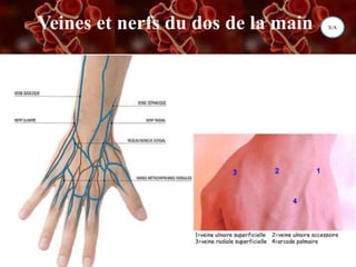 Veines et nerfs du dos de la main S/A
 