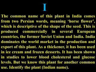I
The common name of this plant in India comes
from two Persian words, meaning ‘horse flower’,
which is descriptive of the shape of the seed. This is
produced commercially in several European
countries, the former Soviet Union and India. India
dominates the world market in the production and
export of this plant. As a thickener, it has been used
in ice cream and frozen desserts. It has been shown
in studies to lower blood cholesterol and glucose
levels. But we know this plant for another common
use. Identify the plant (Indian name).
 