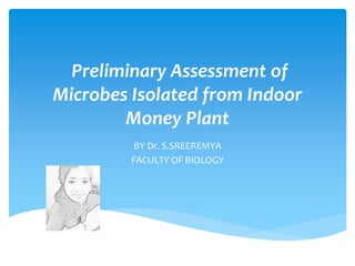 Preliminary Assessment of
Microbes Isolated from Indoor
Money Plant
BY Dr. S.SREEREMYA
FACULTY OF BIOLOGY
 