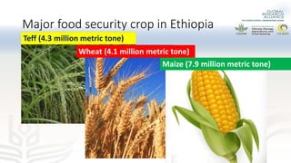 Preliminary experimental results of different water and nutrient management practices for narrowing maize yield gap in Ethiopia